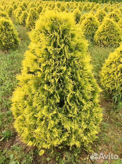 Туя Санкист