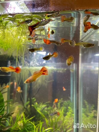 Моллинезии