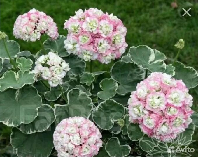 Пеларгонии герани