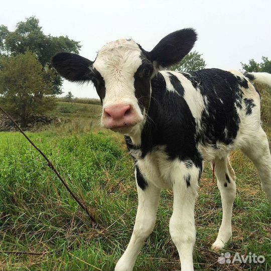 Телочка 4 месяца