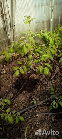 Рассада помидор