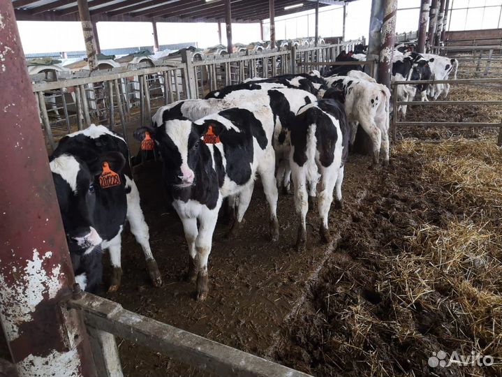 Телята бычки