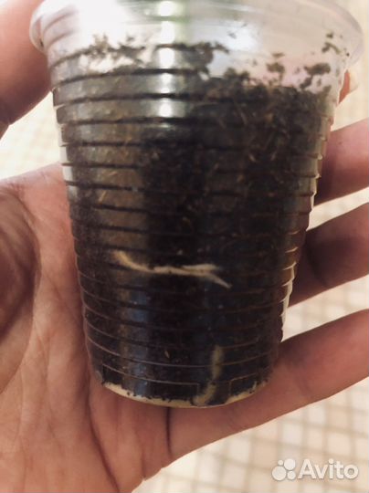 Монстера манки лиф