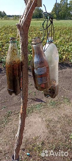 Овощи фрукты