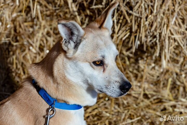 Собака Трейси