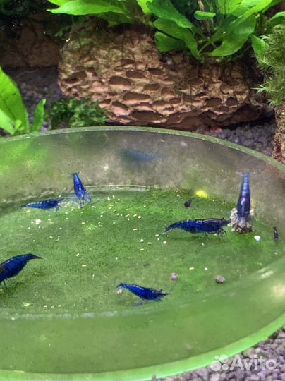 Аквариумные креветки Блю Дрим