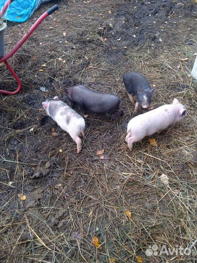 Вьетнамский хряк