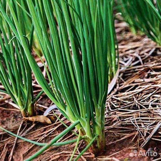 Лук шалот семейный