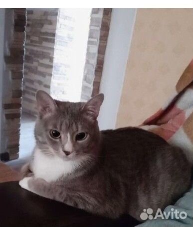Отдам кошку в добрые руки