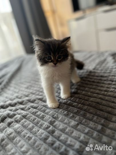 Котенок мейн-кун