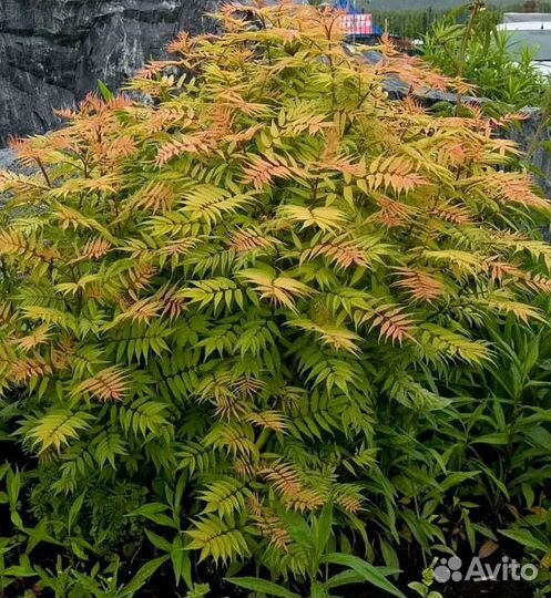 Рябинник рябинолистный