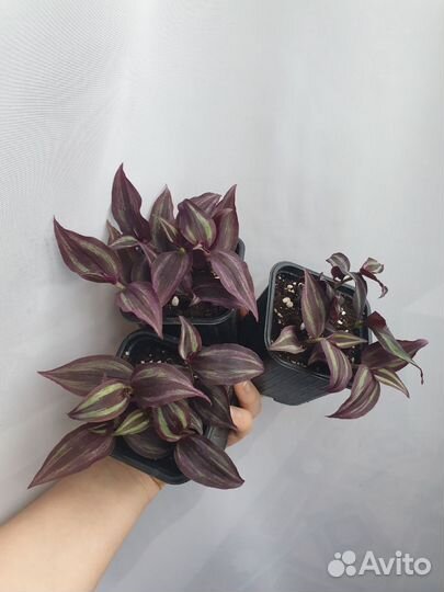 Традесканция Драгоценность джунглей