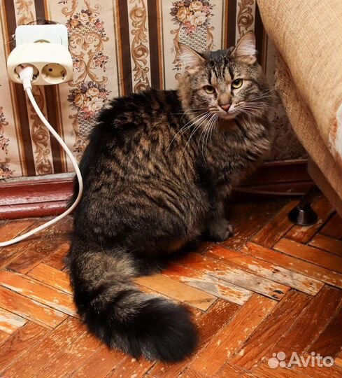 Кошки в добрые руки