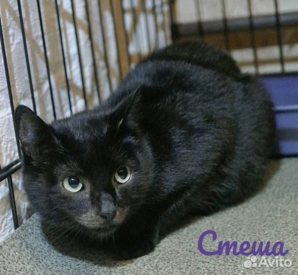 Чёрная кошка в самые добрые руки