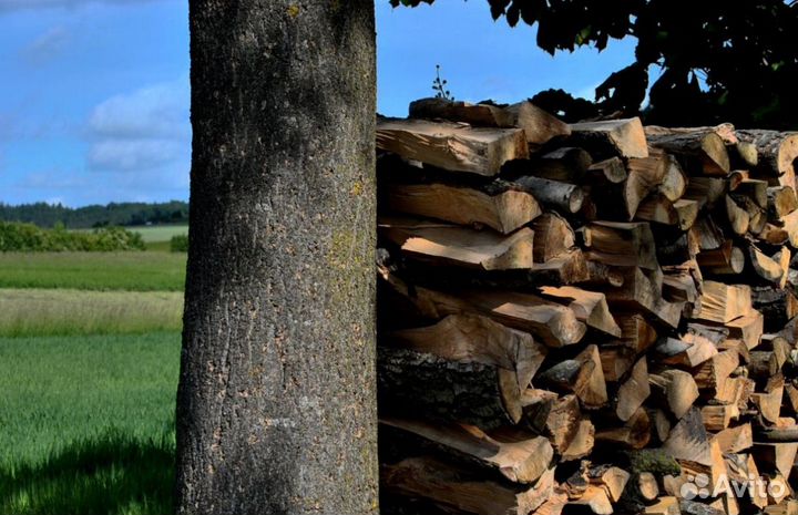 Дрова на дачу в баню