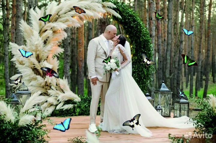 Салют из 20 Живых Тропических Бабочек с/б-332