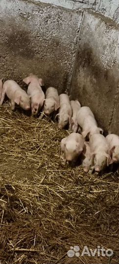 Поросята