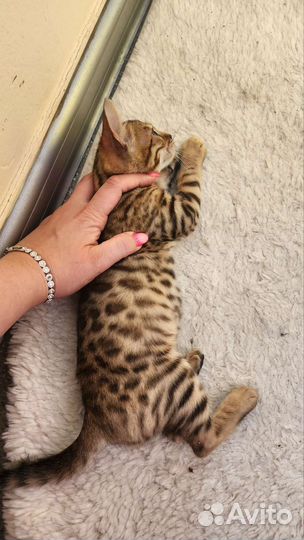 Бенгальские котята