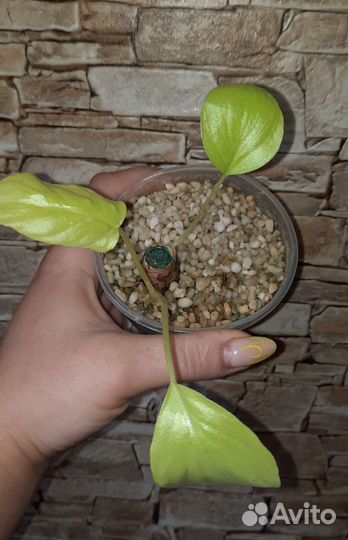 Филодендрон Пинк Принцесс Марбл Кинг,Карамель марб