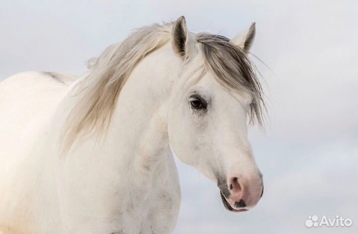 Ищем партнера или инвестора конного клуба