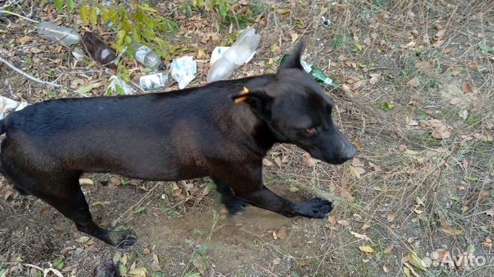 Собака в добрые руки бесплатно