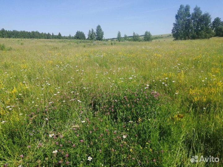 Сено-Солома в Урицком