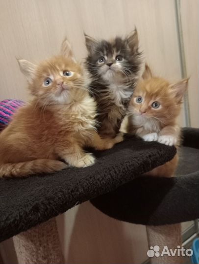 Котята мейн-кун