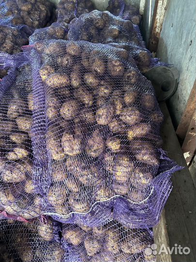 Продам картофель
