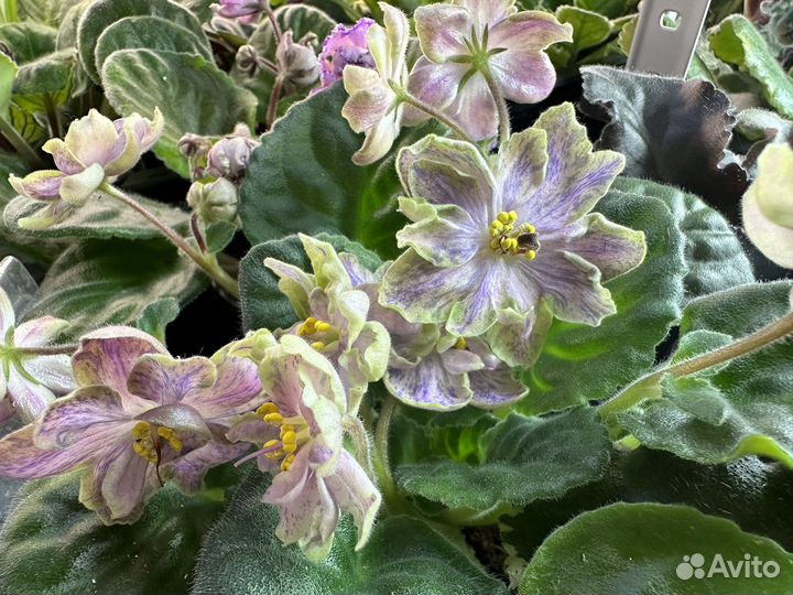 Фиалки, Хириты (примулины )