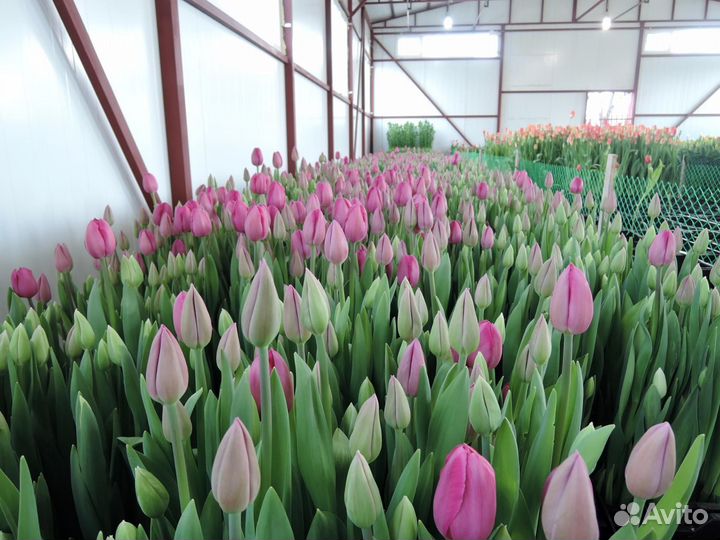 Тюльпаны оптом