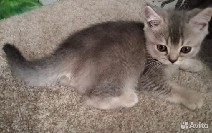 Шотландские котята