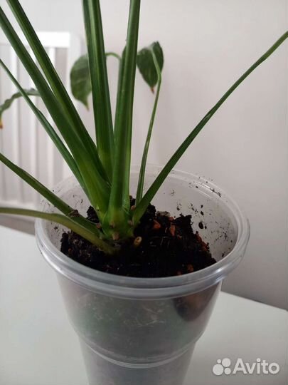 Спатифиллум вариегатный gemini