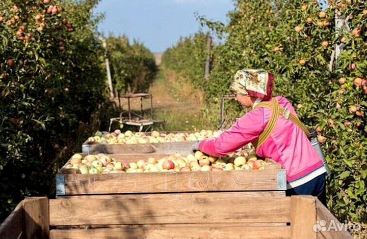 Разнорабочий на сезон. Вахта