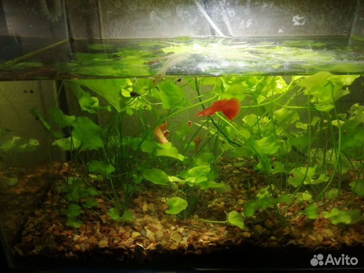 Рыбки, растения, ампулярии