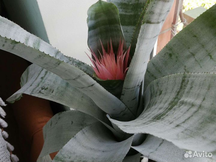 Цветы комнатные