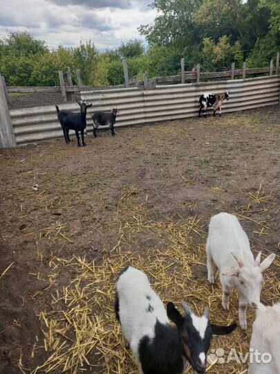 Продам коз. 3 казы 3 кзлята 1 козёл