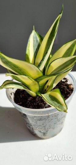 Сансевиерия ханни