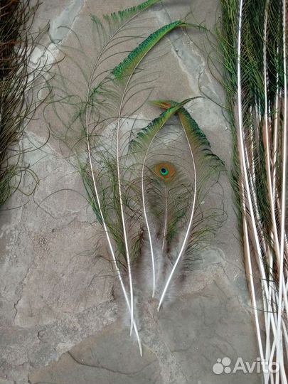 Павлиньи перья