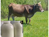 Молоко от коров швицкой породы