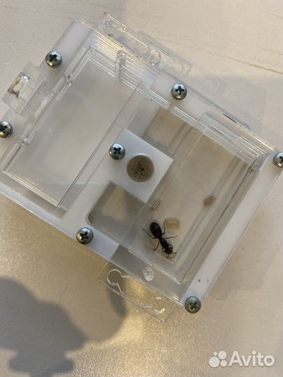 Муравьиная ферма с муравьями