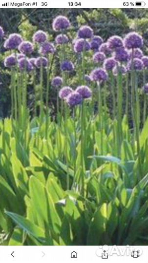 Луки декоративные