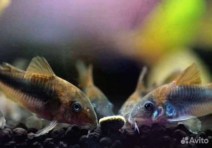 Теодоксус,ампулярии,данио,гуппи,коридорас,растения