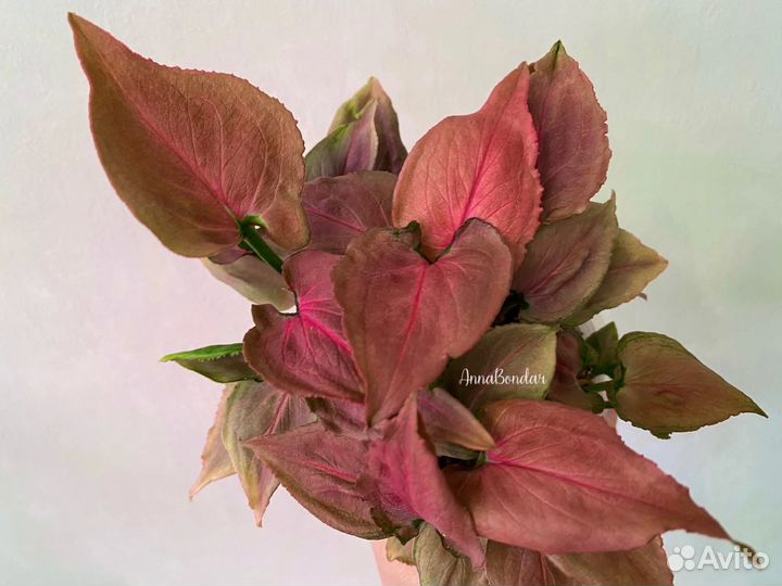 Сингониум Sp Pink