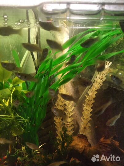 Меченосцы зелёные, моллинезии далматин