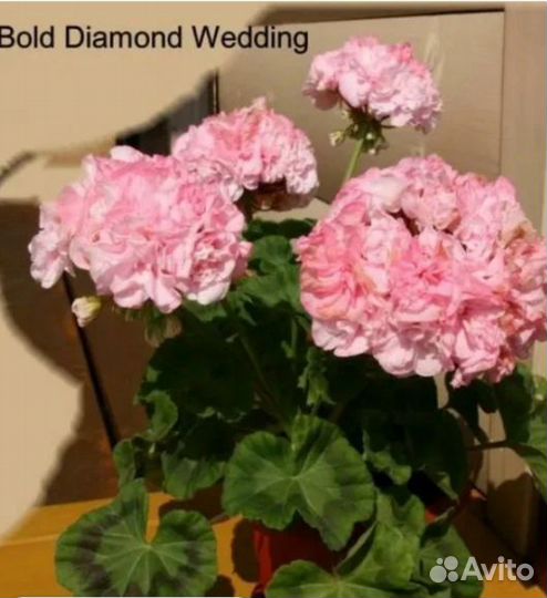 Пеларгония герань