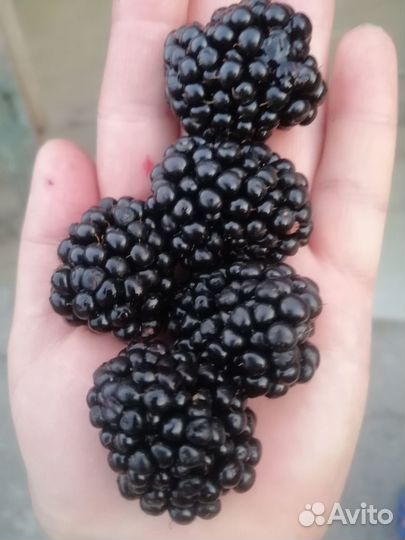 Саженцы Ежевики