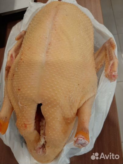 Утка домашняя мясо