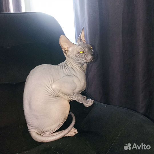 Случка