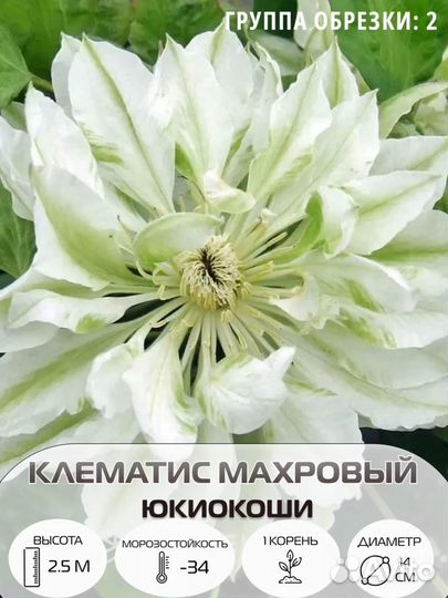 Вьющиеся растения