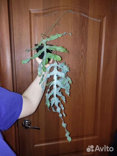 Папоротники комнатные (разные виды)